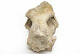 Fossil Running Rhino (Subhyracodon) Partial Skull - Wyoming #216121-3